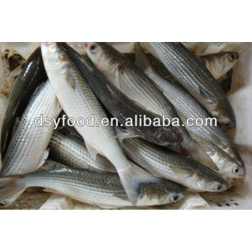 Frozen Grey Mullet Fish